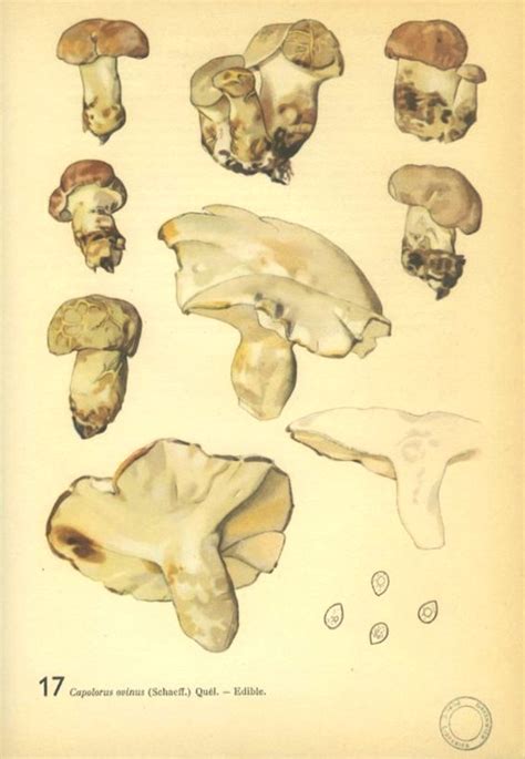 Albatrellus ovinus: Systematics, Etymology, Habitat, Description