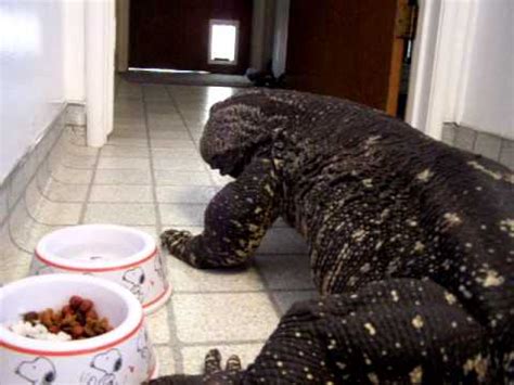 These reptiles are a gardener's friend, eating slugs and snails that would how can i get common lizards to come to my garden? Monitor Lizard-Monster in the house=trained Black Throat ...