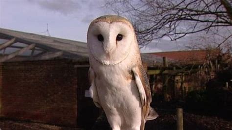 Somerset Barn Owl Webcam Watched From Across The World Bbc News