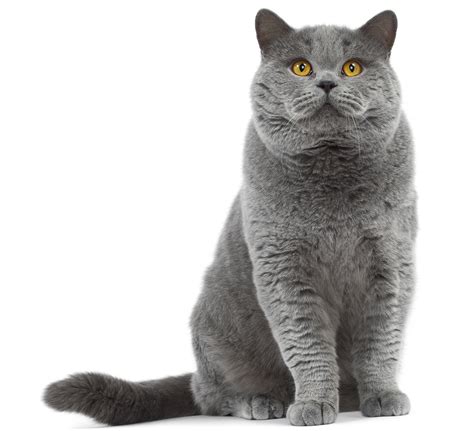 British Shorthair History Personality Appearance Health And Pictures