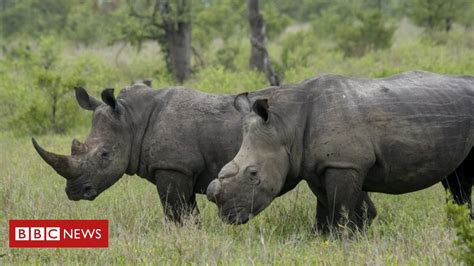 Rhino Poaching In South Africa Falls Throughout Covid 19 Lockdown