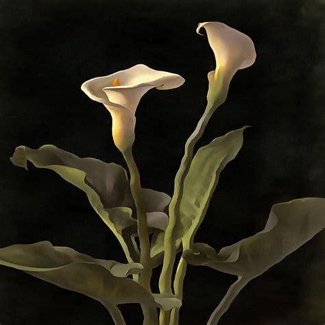 White Calla Lilies On A Black Background Painting By Tracey Harrington