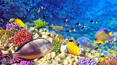 7 Best Diving Spots In Raja Ampat Authentic Indonesia Blog