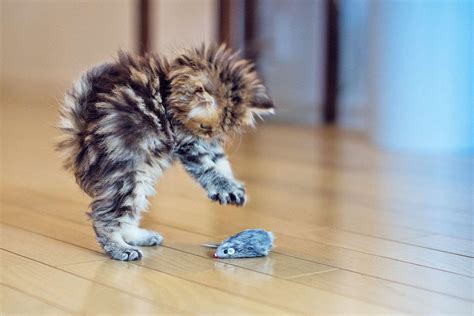 14 Cute Kitten Pictures To Brighten Your Day