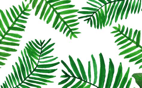 Palm Leaf Wallpaper Wallpaper Hd