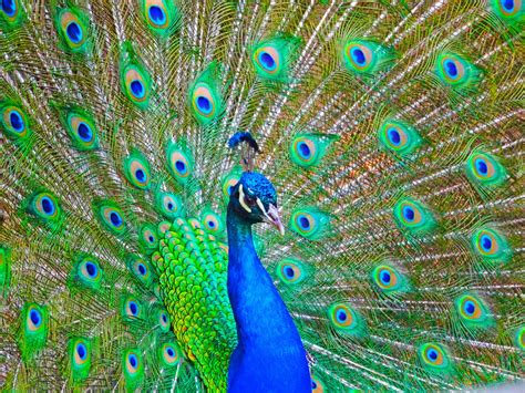 Peacock Bird Colorful 14 Wallpaper 4608x3456 363814 Wallpaperup