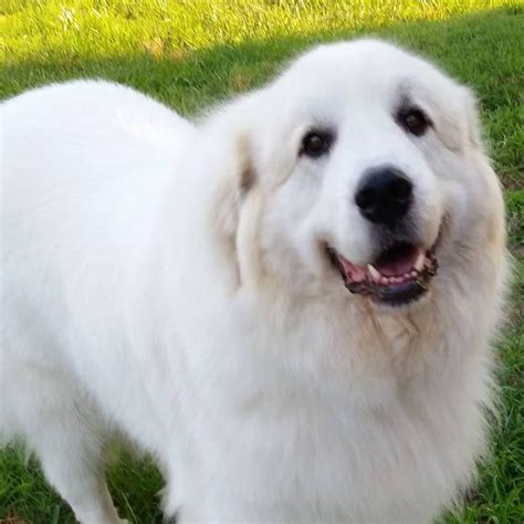 Great Pyrenees Dog Breed Information Great Pyrenees Great Pyrenees