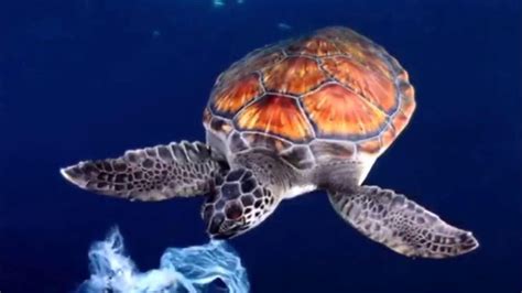 How Plastic Affects Sea Turtles Youtube