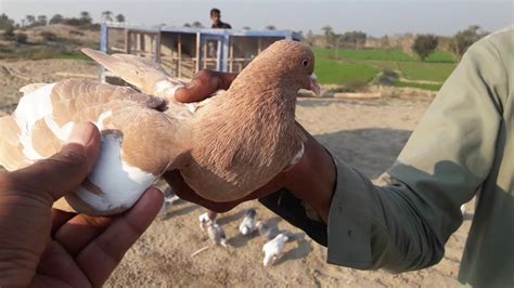 Fancy Pigeons Verities Pigeons For Sale Pegions Farming In Pakistan
