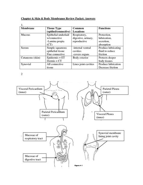 ***we are hoping to get our coloring pages converted to html5 so our online coloring tool may work again, but currently all pages can still be downloaded and printed.***hey all you creative scientists! Chapter 4; Skin _ Body Membranes Review Packet_ Answers ...