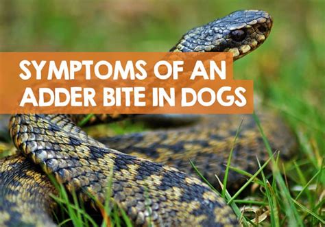 How Do You Know If Your Dog Has Been Bitten By A Snake