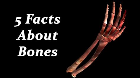 I am a huge makeup enthusiast. 5 Facts About Bones - YouTube