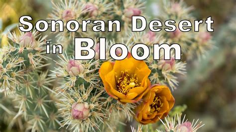 The Sonoran Desert In Bloom Youtube