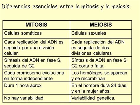 Cuadro Comparativo Entre Mitosis Y Meiosis Semejanzas Y Diferencias Cloobx Hot Girl