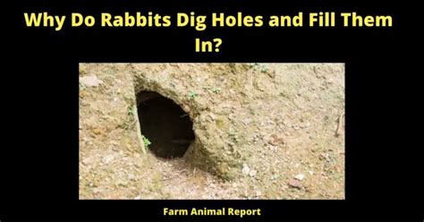 Why Do Rabbits Dig Holes And Fill Them In 2023 Plugging