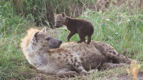 African Hyena Facts Best Wildlife Facts Travel Facts