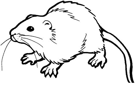 Imagens de ratos e ratinhos para imprimir e colorir Educação Online