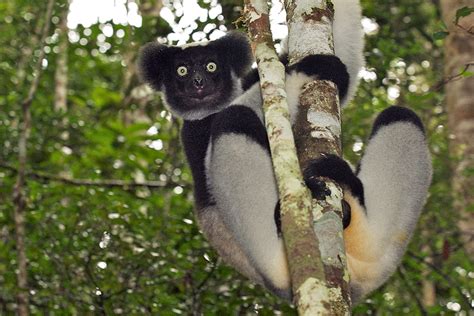 Indri Lemur Sean Crane Photography