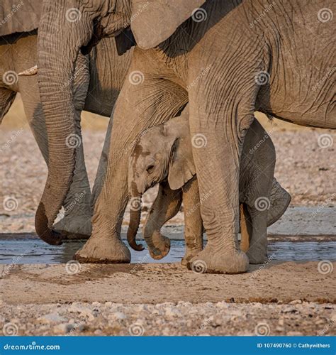Baby African Elephant 7 Stock Photo Image Of Grey Bank 107490760