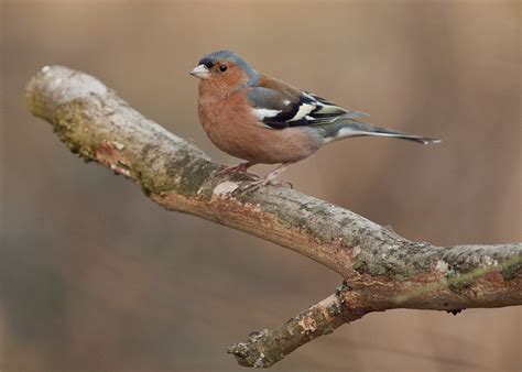 When something goes wrong with the plumbing in our homes, you and every member of your family feel it. Chaffinch male | Kentish Plumber | Flickr