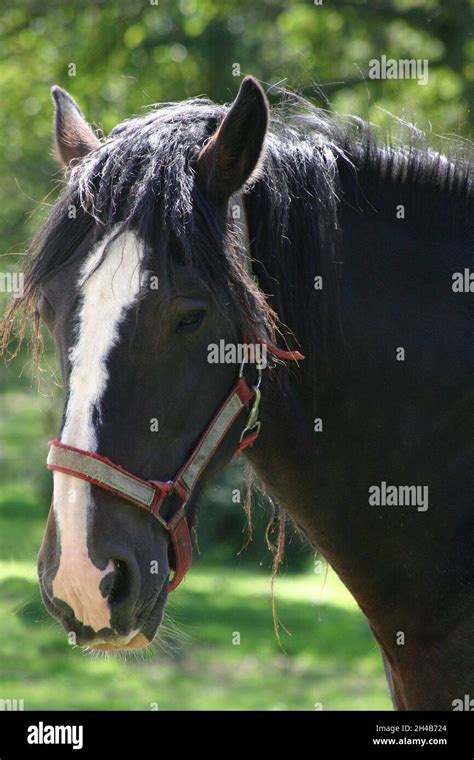 Black Shire Horse With A White Face Stock Photo Alamy
