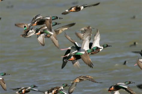 Free Picture Flock Northern Shoveler Ducks Flying