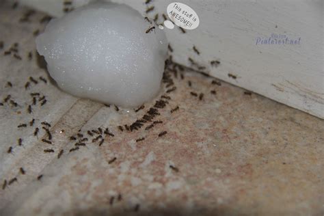 White Ants Tiny White Ants In My Kitchen