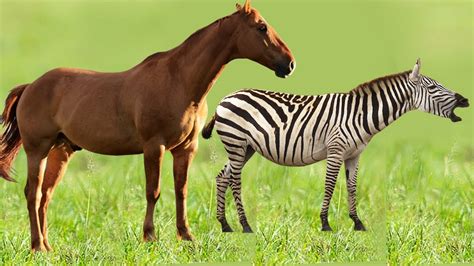 Zebra é Um Cavalo