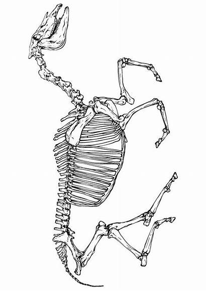 Skeleton Coloring Pages Horse Coloring4free Cartoons Printable