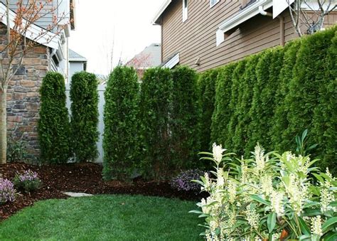 Best Trees For Privacy Fence