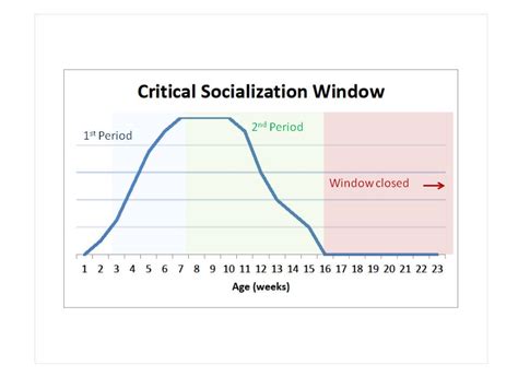 Critical Socialization Window Canine Humane Network