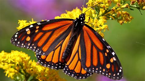 Monarch Butterfly Macro Photography Backiee