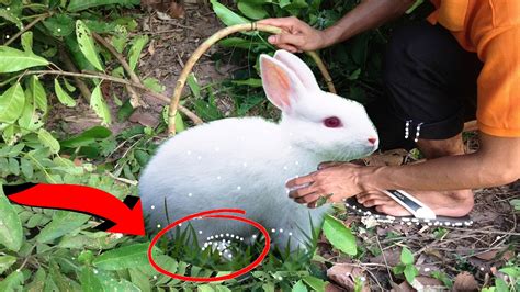 How To Catch A Rabbit Atelier Yuwaciaojp