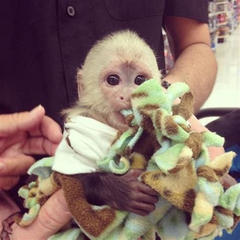 Together, we've saved over 8.5 million pets through adoptions. Capuchin Monkey Available Near me FOR SALE ADOPTION from ...