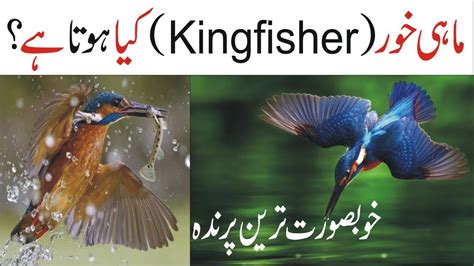 Interesting Facts About Kingfisher ماہی خور What Is Kingfisher