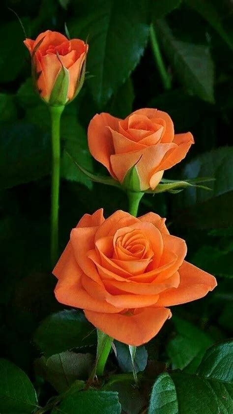 Color Naranja Beautiful Rose Flowers Beautiful Roses Amazing Flowers