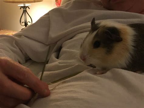 Tips For Bonding With Your Guinea Pig And Training Them To Do Simple