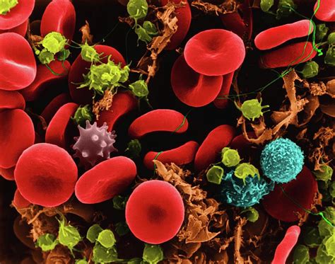 Red Blood Cells Photograph By Dennis Kunkel Microscopy Science Photo Library Fine Art America