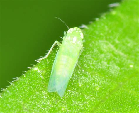 Little Green Flying Bug Leaf Hopper A Photo On Flickriver