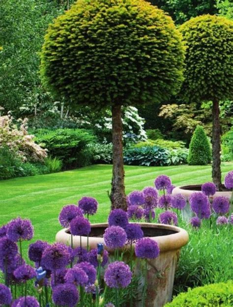 Allium Purple Sensations Abbey Country Gardens