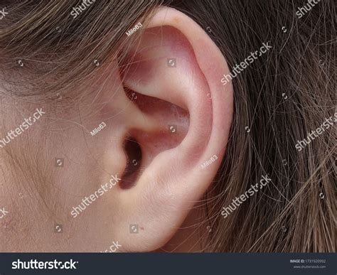 Ear Auricle Earlobe Woman Closeup Stock Photo 1731920992 Shutterstock