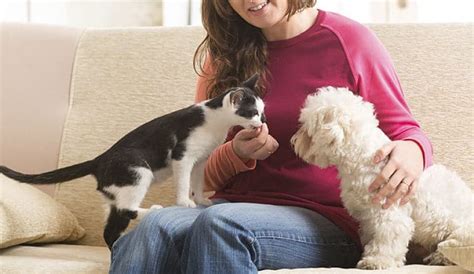 6 Pasos Para Una Efectiva Introducción Entre Perros Y Gatos
