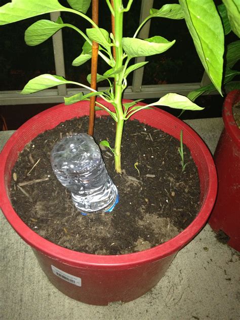 How To Make A Homemade Waterer Self Watering Plants Plants In
