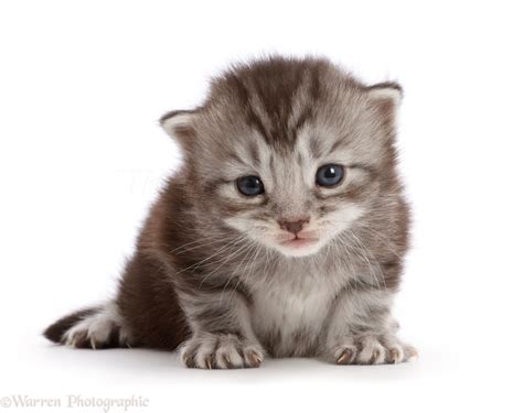 Silver Tabby Kitten 2 Weeks Old Photo Wp46013
