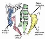 Images of Abdominal Core Muscles