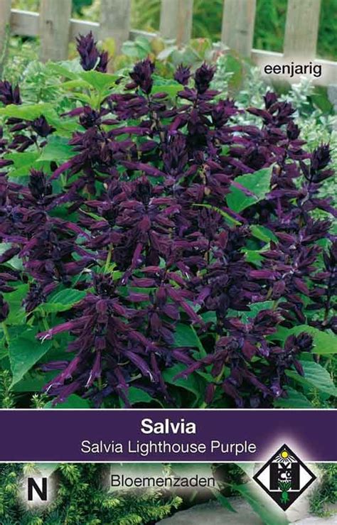 Salvia Lighthouse Purple Salvia Salvie