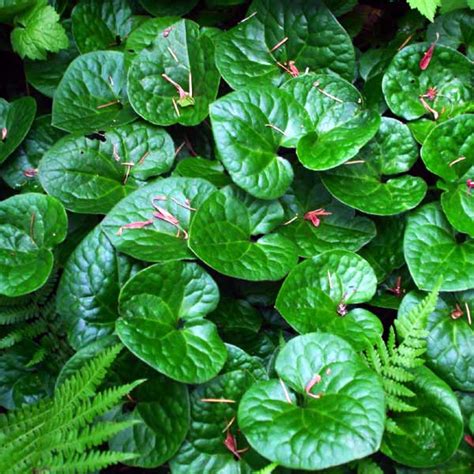 Wild Ginger Foliage Native Plant Guide