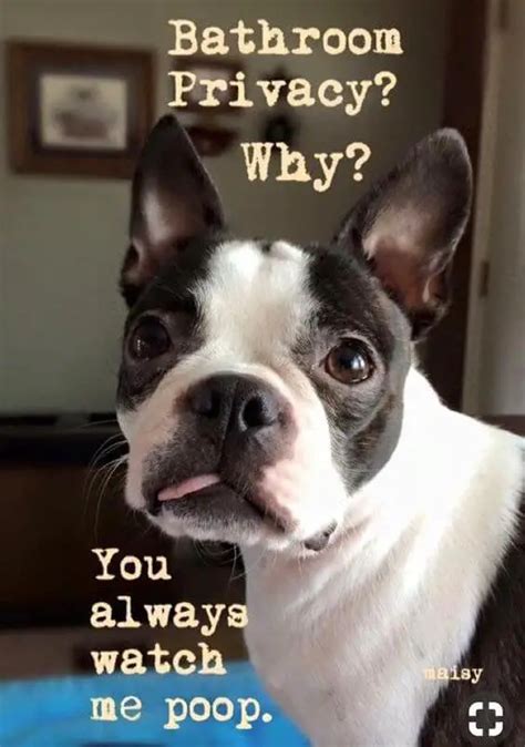 17 Funny Memes With Boston Terriers Pettime