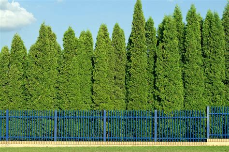 A Row Of Tall Green Trees Next To A Blue Fence