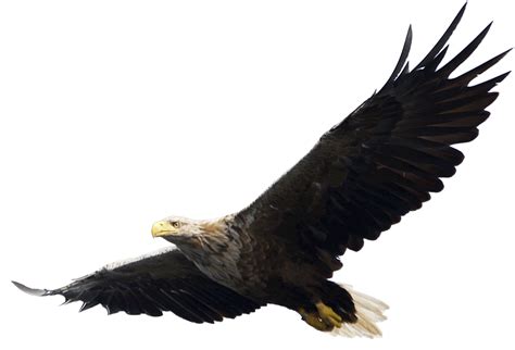 Majestic Bald Eagle Flying Png Image For Free Download